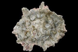 7.9" Petrified Seed Fern (Rhexoxylon) Slab - Zimbabwe - Fossil #184976