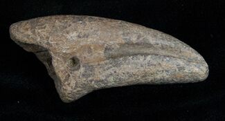 Theropod Foot Claw From Montana - Possible Tyrannosaurid #11827