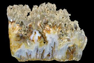 7.4" Graveyard Plume Agate Slab - Eastern Oregon - Crystal #184855