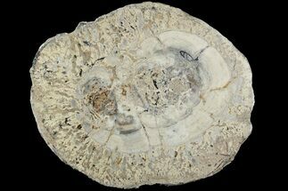 Stromatolite Covered Petrified Wood Round - California #184785