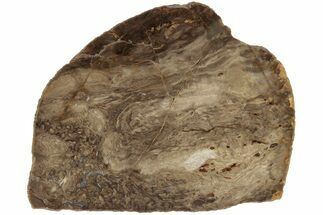 3.8" Polished, Jurassic Petrified Tree Fern (Osmunda) Slab - Australia - Fossil #185160