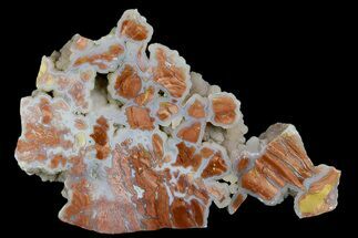 7.7" Polished Wyoming Youngite Agate/Jasper Section - Fluorescent - Crystal #184769