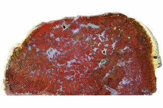 5.4" Red, Indonesian Plume Agate Slab - North Sumatra, Indonesia - Crystal #185369