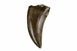 Theropod (Raptor) Tooth - Judith River Formation #185207