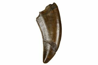 Serrated Theropod Tooth - Judith River Formation #185212