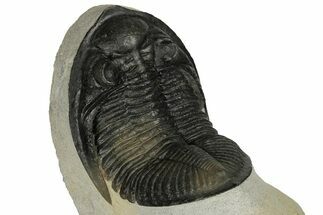 4.2" Multi-Toned Zlichovaspis Trilobite - Ofaten, Morocco - Fossil #186695