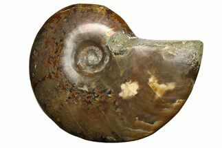 Red Flash Ammonite Fossil - Madagascar #187247