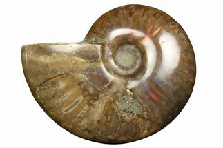 Red Flash Ammonite Fossil - Madagascar #187254