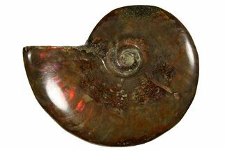 Red Flash Ammonite Fossil - Madagascar #187265