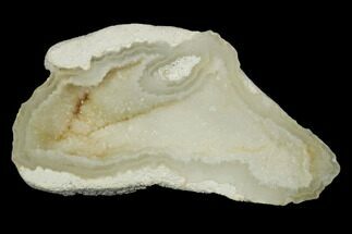 2.65" Agatized Fossil Coral - Florida - Fossil #188179