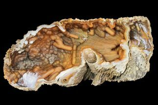 Gorgeous, Agatized Fossil Coral Geode - Florida #188147