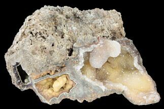 Agatized Fossil Coral - Florida #188200