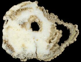 8.7" Agatized Fossil Coral Slab - Florida - Fossil #188012