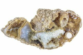 11.8" Agatized Fossil Coral Geode - Florida - Fossil #188204