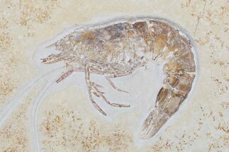Huge, Fossil Shrimp (Antrimpos) - Solnhofen Limestone - Fossil #188636