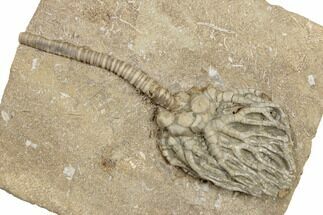Crinoid (Cyathocrinites) Fossil - Crawfordsville, Indiana #188680