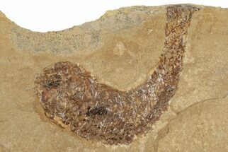 2.8" Jurassic Fossil Fish (Hulettia) - Wyoming - Fossil #188873