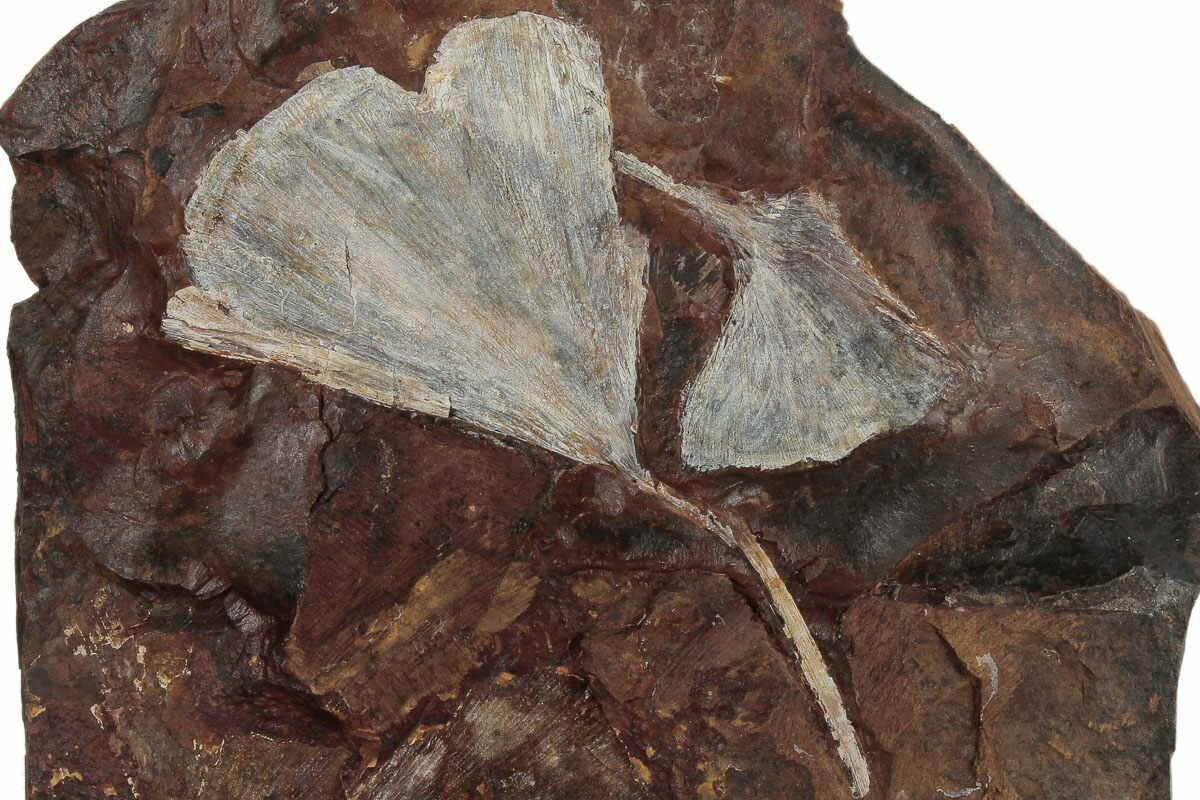 Two Fossil Ginkgo Leaves From North Dakota Paleocene (188822) For