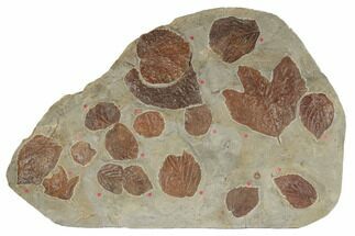 21.5" Plate of Seventeen Leaf Fossils - Glendive, Montana - Fossil #188814