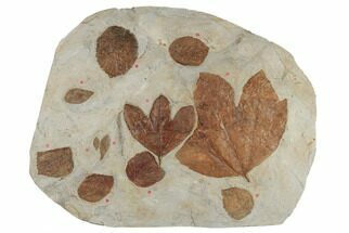 Plate of Paleocene Leaf Fossils - Glendive, Montana #188824