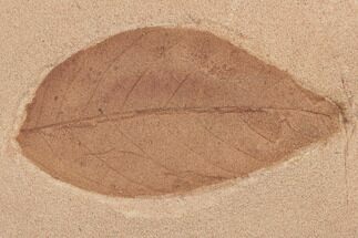 Red Fossil Leaf (Ficus) - Montana #188930
