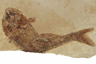 Jurassic Fossil Fish (Hulettia) - Cowley, Wyoming #189068