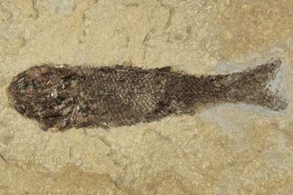 3.8" Jurassic Fossil Fish (Hulettia) - Wyoming - Fossil #189078