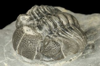 Wide Eldredgeops Trilobite Fossil - Hamburg, New York #188879