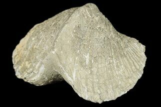 Pyrite Replaced Brachiopod (Paraspirifer) Fossil - Ohio #189170