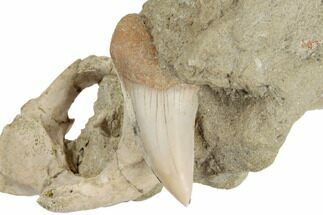 Fossil Shark Tooth and Porpoise Atlas Vertebra In Rock- California #189080