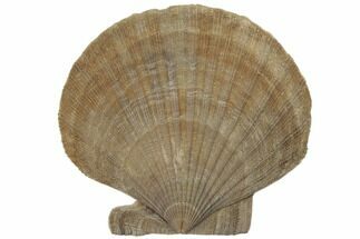 Miocene Fossil Scallop (Chesapecten) - Maryland #189091