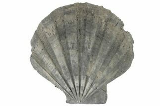 Pleistocene Fossil Scallop (Chesapecten) - North Carolina #189083