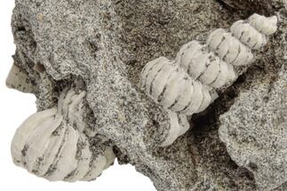 Miocene Gastropod (Epitonium) Fossil - North Carolina #189142