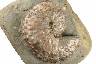 Iridescent Fossil Ammonite (Jeletzkytes) - South Dakota #189312