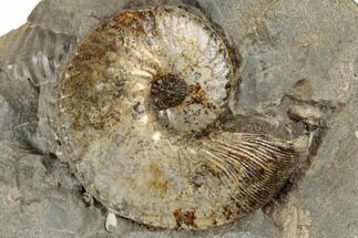 Iridescent Fossil Ammonite (Hoploscaphites) - South Dakota #189315