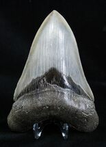 Sharp, Glossy Inch Megalodon Tooth #1659
