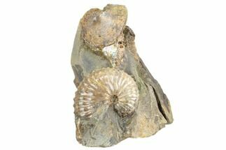Two Fossil Ammonites (Sphenodiscus & Jeletzkytes) - South Dakota #189353