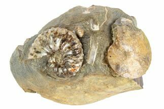 Two Fossil Ammonites (Sphenodiscus & Discoscaphites) - South Dakota #189355
