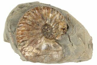 1.6" Cretaceous Fossil Ammonite (Jeletzkytes) - South Dakota - Fossil #189337