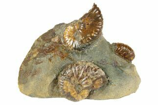 Fossil Ammonites (Jeletzkytes) - South Dakota #189343