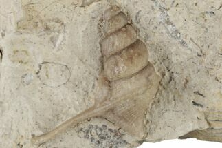 Cretaceous Gastropod (Anchura) Fossil - Texas #189062