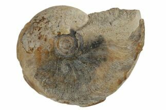 Jurassic Fossil Ammonite (Leioceras) - Dorset, England #189514