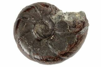 Devonian, Iron Replaced Fossil Goniatite (Prionoceras) - Morocco #189520