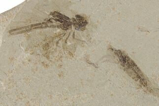 Two Eocene Fossil Insects (Dragonfly and Nymph?) - Colorado #189478