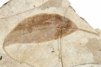Eocene Fossil Bladdernut Leaf (Staphylea) - Nevada #189607