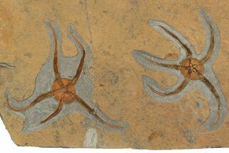 Pair Of Large, Ordovician, Fossil Brittle Stars (Ophiura) - Morocco #189663