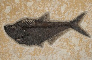 Fossil Fish (Diplomystus) - Top Quality Specimen #189309