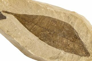Eocene Fossil Leaf (Schefflera) - Tennessee #189582