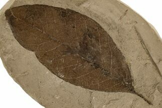 Eocene Fossil Leaf (Sapindus) - Tennessee #189593