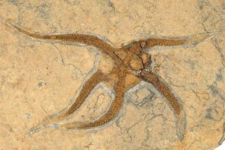 Ordovician Brittle Star (Ophiura) With Crinoid - Morocco #189655